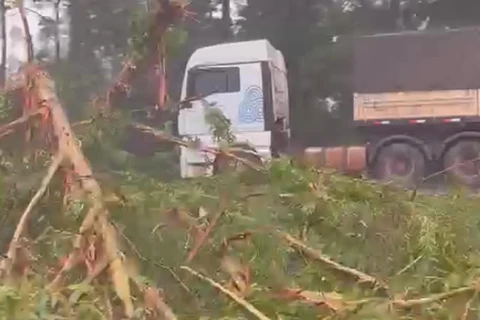 VIDEO: Após queda de arvores trecho da BR-376 é interditado