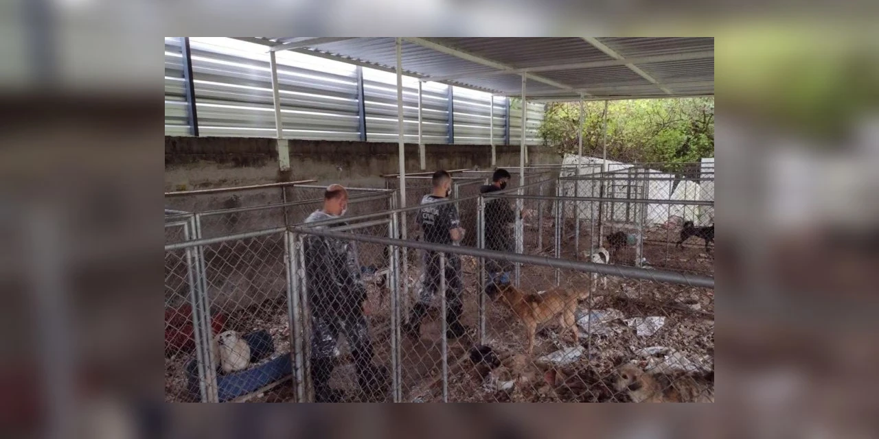 PCPR deflagra operação para resgatar 300 cães em situação de maus-tratos em Curitiba