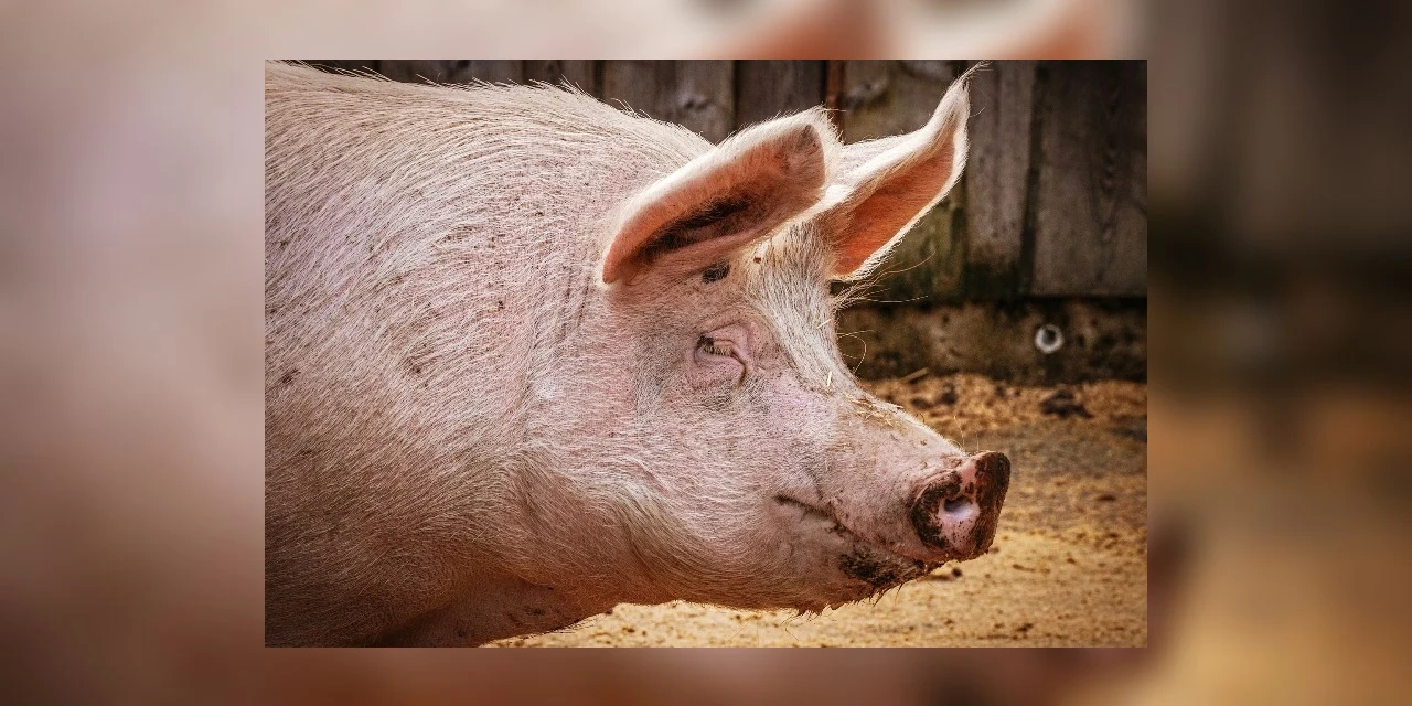 Porco reage em tentativa de abate e açougueiro acaba morto