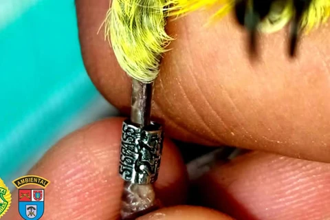 Força Verde apreende pintassilgo com anilha adulterada