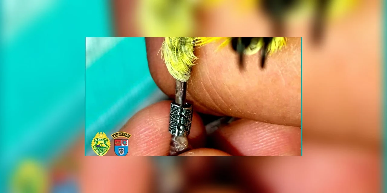 Força Verde apreende pintassilgo com anilha adulterada