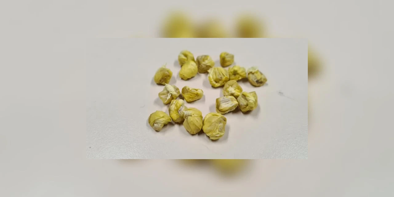 PM flagra individuo com cigarro de maconha e pedras de crack no centro de PG