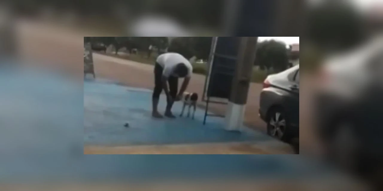 Vídeo mostra vereador amarrando bombinha em cachorro no MT