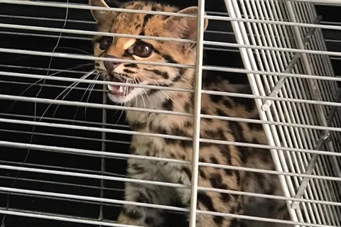 Gato Maracajá encontrado no centro de Guarapuava é devolvido a natureza