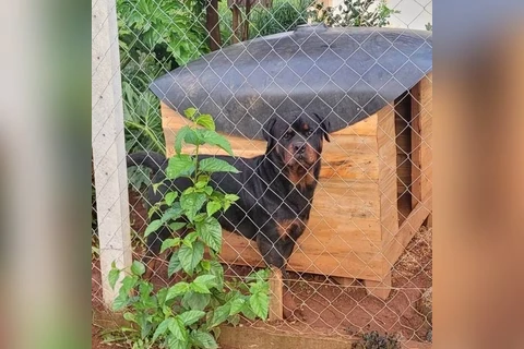 Homem fica gravemente ferido após ser atacado por cães rottweiler e pitbull, em PG