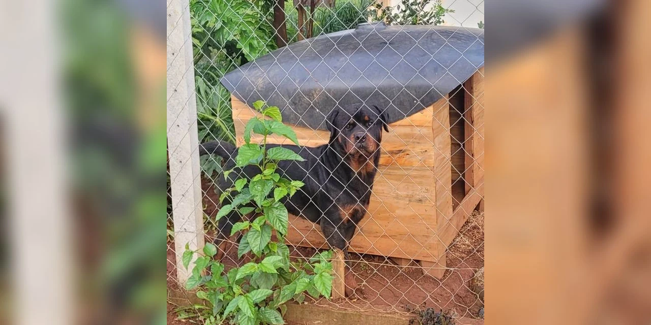 Homem fica gravemente ferido após ser atacado por cães rottweiler e pitbull, em PG