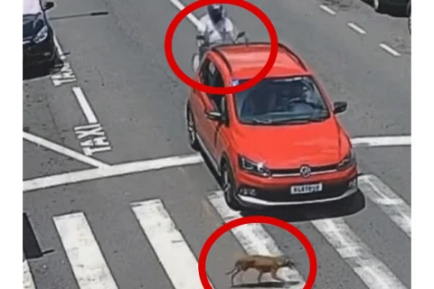 VIDEO: Motociclista é lançado sobre carro que freou para cão passar