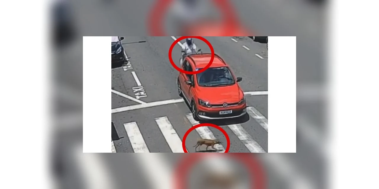 VIDEO: Motociclista é lançado sobre carro que freou para cão passar