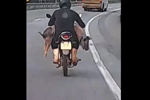 Porco é flagrado sendo transportado em motocicleta e video viraliza; assista!