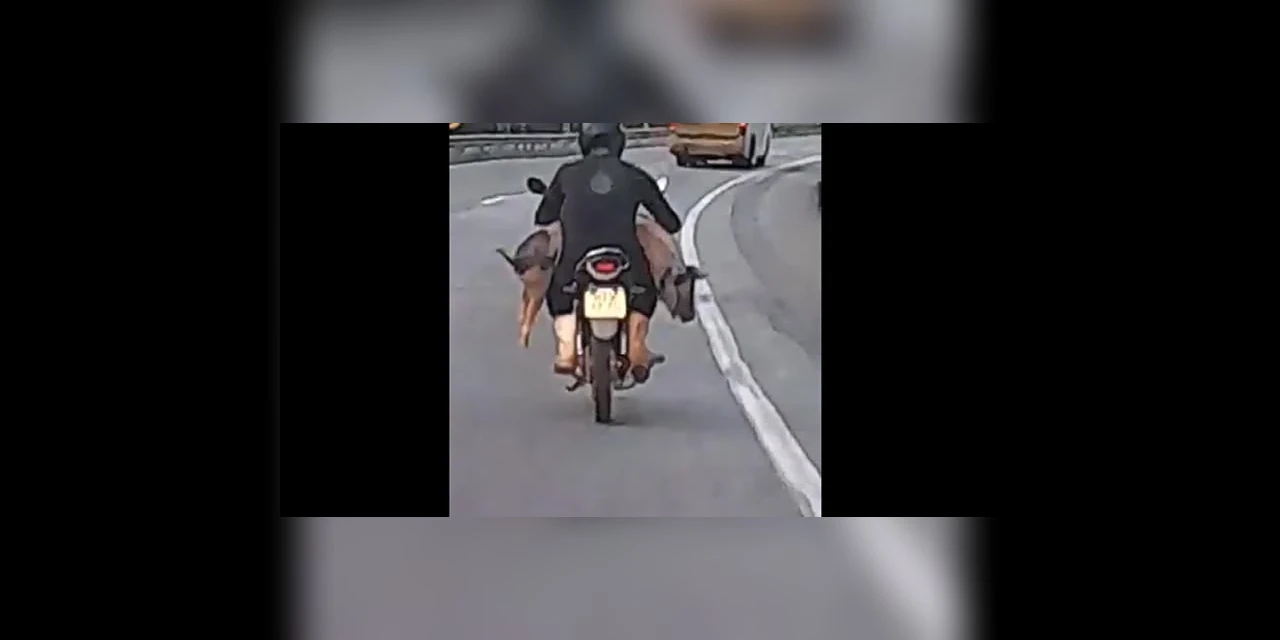 Porco é flagrado sendo transportado em motocicleta e video viraliza; assista!