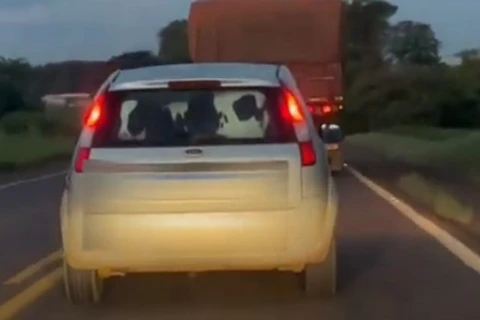 Vídeo de bezerro sendo transportado em porta-malas de carro viraliza; assista!