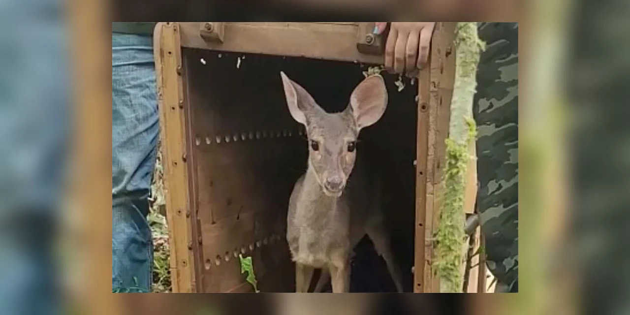Após recuperação, veado, cachorro-do-mato e pássaros trinca-ferro retornam à natureza com suporte do IAT