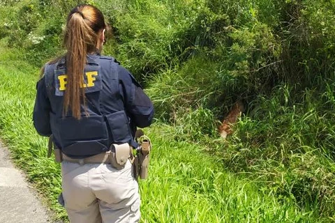 Video mostra lobo-guará ferido sendo resgatado as margens de rodovia, em Ipiranga
