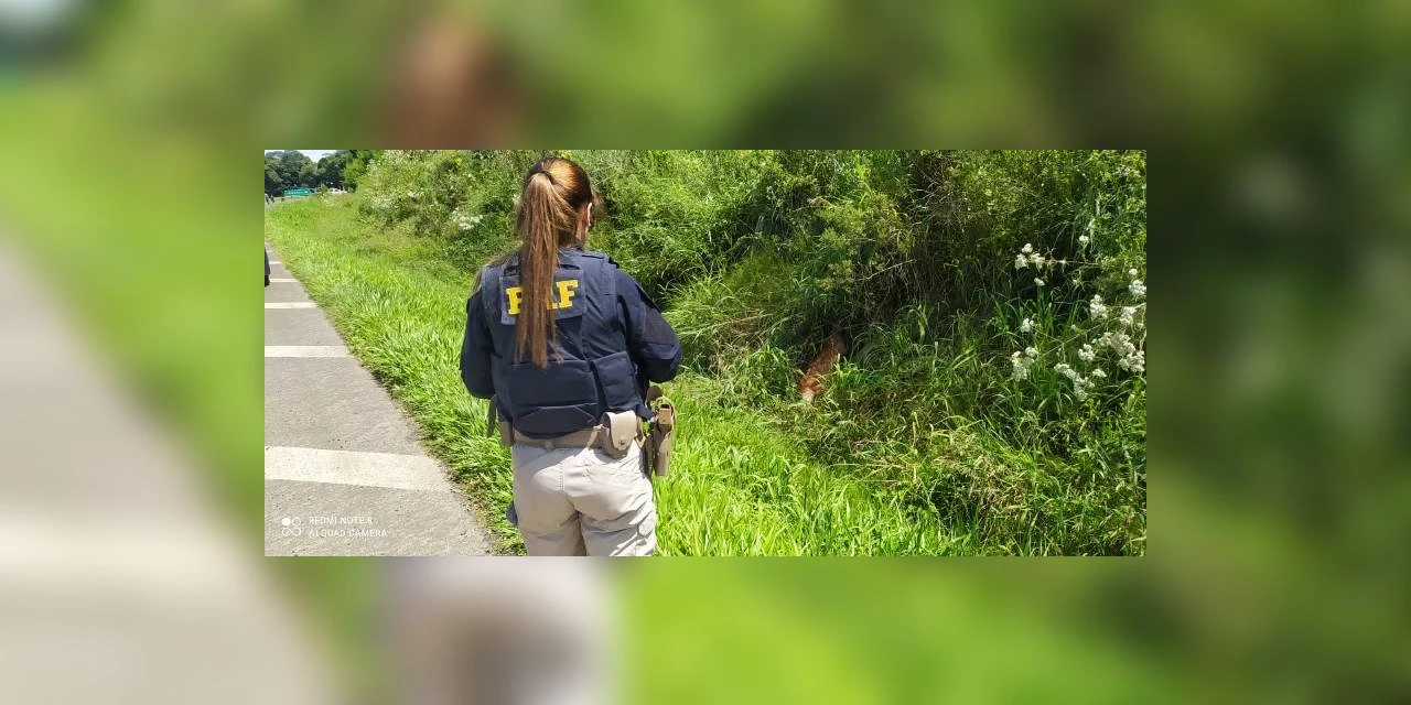 Video mostra lobo-guará ferido sendo resgatado as margens de rodovia, em Ipiranga