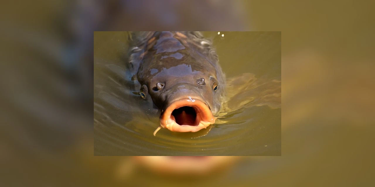 20ª Feira do Peixe movimenta a Semana Santa em PG