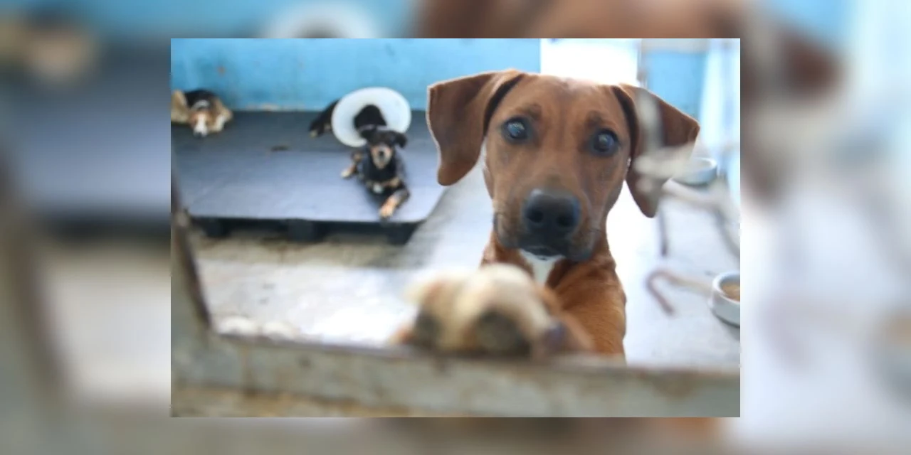 Meio Ambiente faz mais de 2.000 atendimentos a animais em 2023