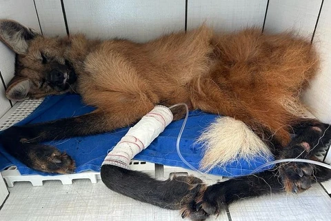 Lobo-guará encontrado ferido em rodovia da região está se recuperando bem; diz IAT