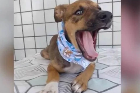 Mulher abandona filhote porque ele “cruzava” com sua perna