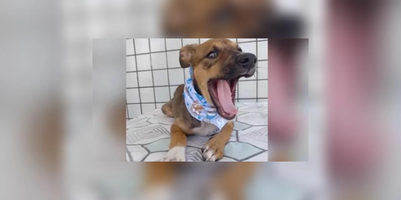 Mulher abandona filhote porque ele “cruzava” com sua perna