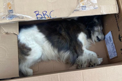 Policia divulga vídeo de cachorro atropelado em PG; motorista foi preso por não prestar socorro