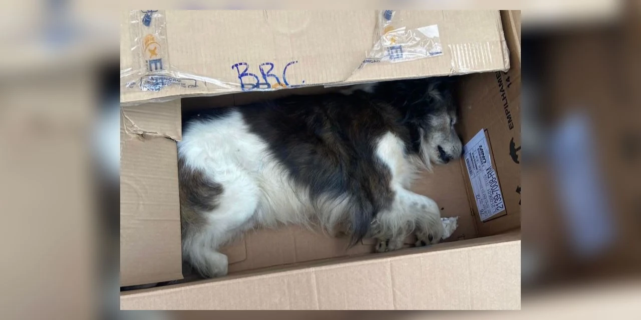 Policia divulga vídeo de cachorro atropelado em PG; motorista foi preso por não prestar socorro