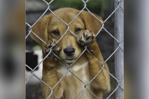 PCPR resgata mais de 25 cães em situação de maus-tratos em Piraí do Sul