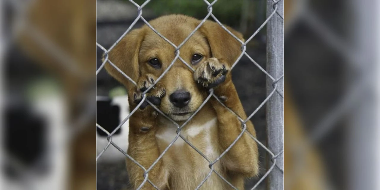 PCPR resgata mais de 25 cães em situação de maus-tratos em Piraí do Sul