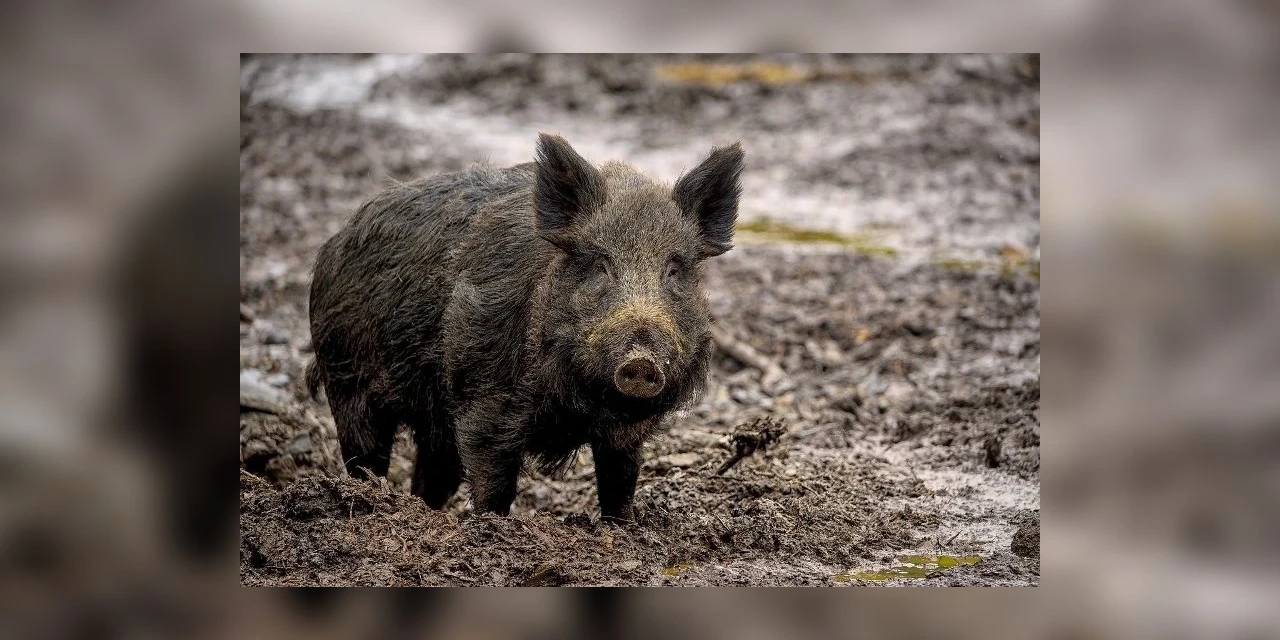 Homem mira em javali, erra e mata amigo com tiro durante caçada em SP