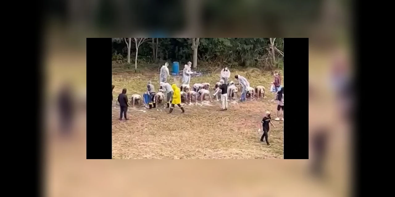 VIDEO: UFPR apura trote violento e com uso de animais em Curitiba