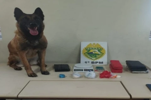 Cão farejador ajuda polícia a encontrar drogas em residência na região de Uvaranas; uma pessoa foi presa