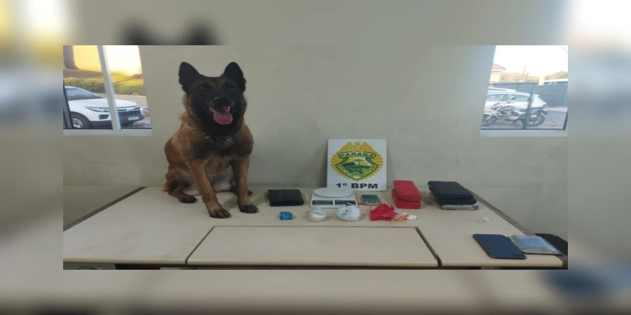 Cão farejador ajuda polícia a encontrar drogas em residência na região de Uvaranas; uma pessoa foi presa