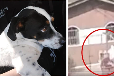 Homem é preso em flagrante após agredir cachorro a pauladas em PG; assista!