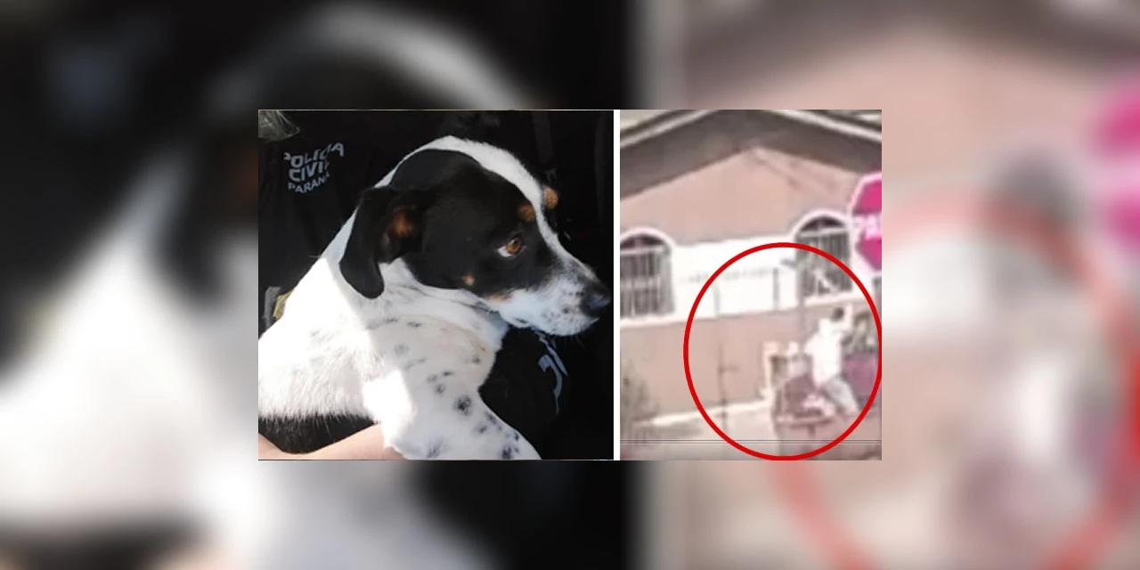 Homem é preso em flagrante após agredir cachorro a pauladas em PG; assista!