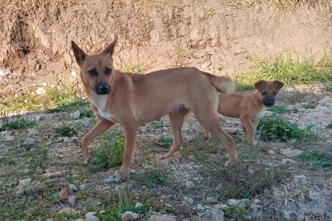 Homem é preso após abandonar cadela e seu filhote dentro de saco, em Castro