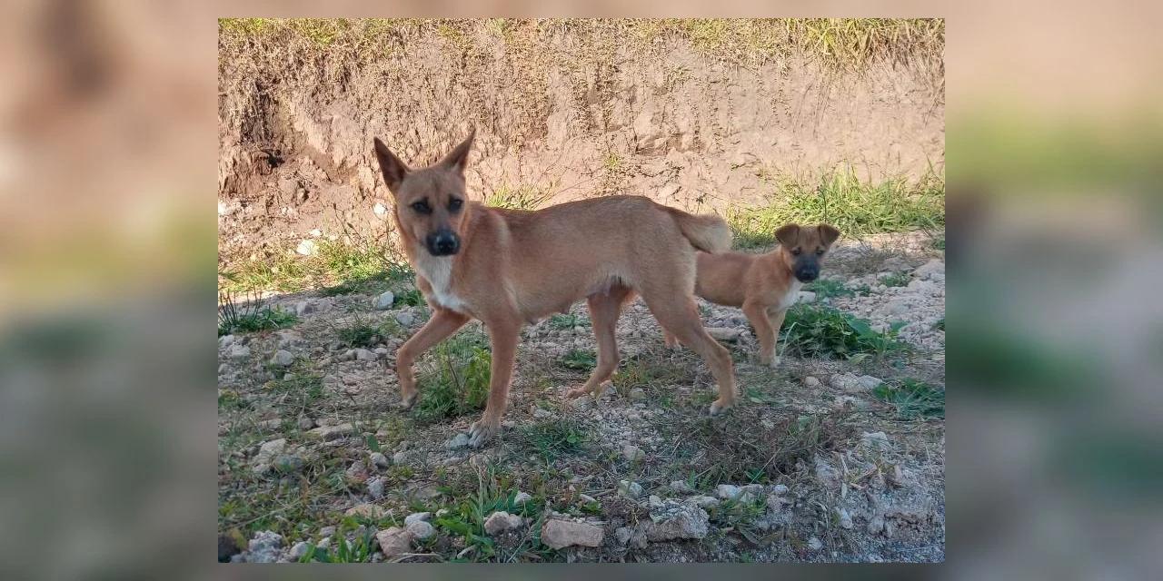 Homem é preso após abandonar cadela e seu filhote dentro de saco, em Castro