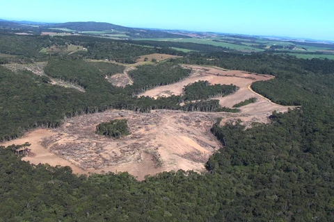 Fiscalização do IAT identifica 31,1 hectares de área desmatada em Piraí do Sul