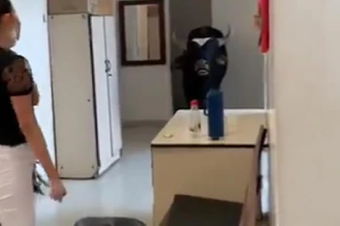 Vídeo: Boi invade unidade de saúde em Divinópolis; defecou no chão e assustou os plantonistas