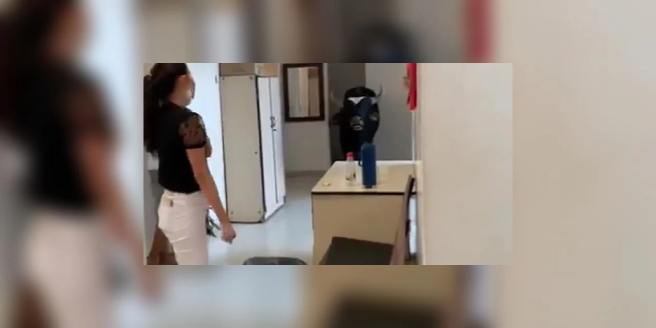 Vídeo: Boi invade unidade de saúde em Divinópolis; defecou no chão e assustou os plantonistas