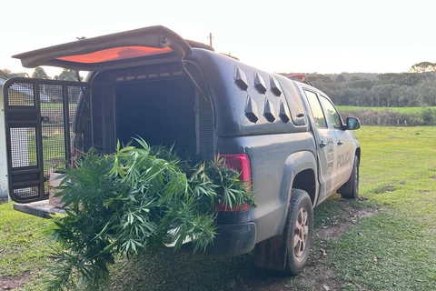 Polícia Civil de Teixeira Soares apreende 283 pés de maconha durante prisão por tráfico de drogas