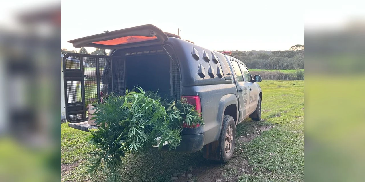 Polícia Civil de Teixeira Soares apreende 283 pés de maconha durante prisão por tráfico de drogas