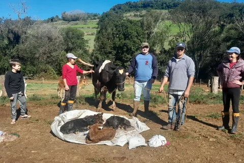 Vaca dá luz à quadrigêmeos em São Valentim no RS