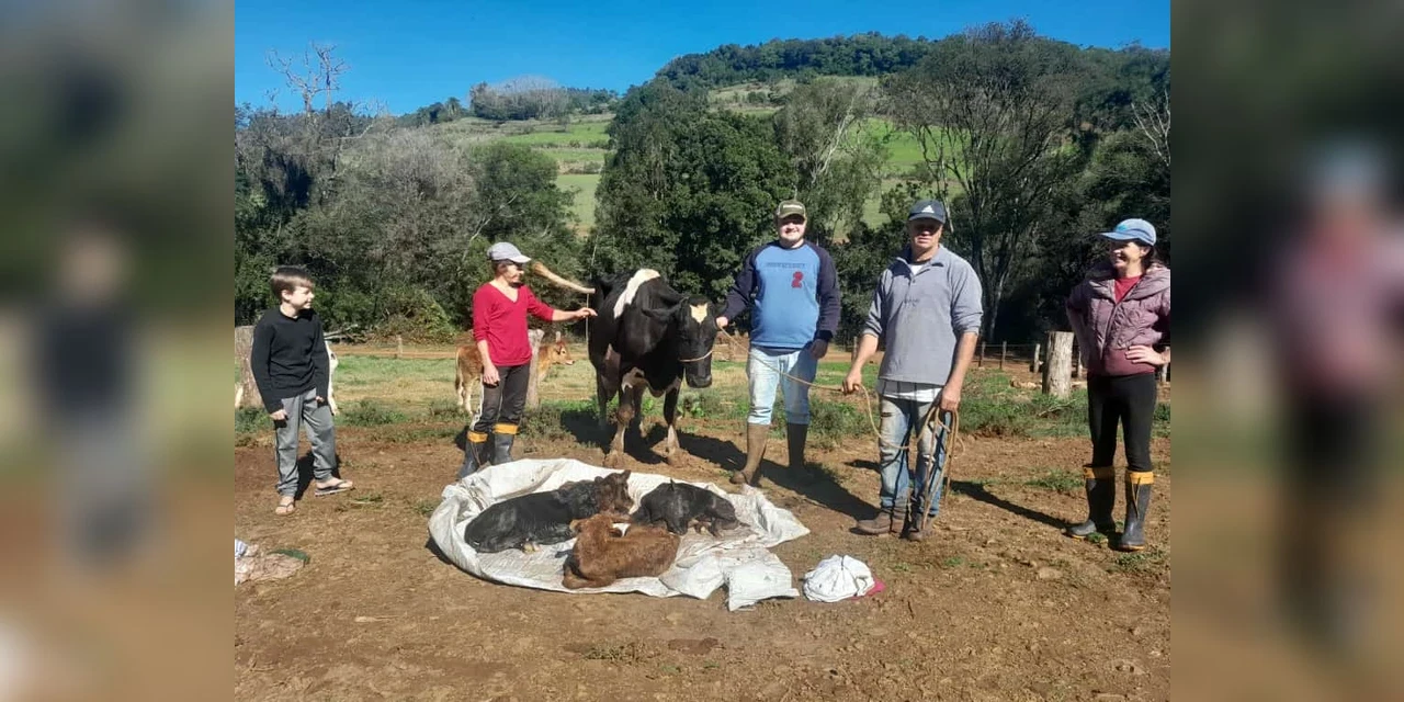Vaca dá luz à quadrigêmeos em São Valentim no RS