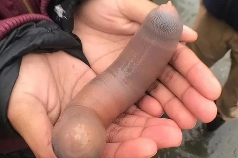 ‘Peixes-pênis’ de 25 cm tomam conta de praia na Argentina