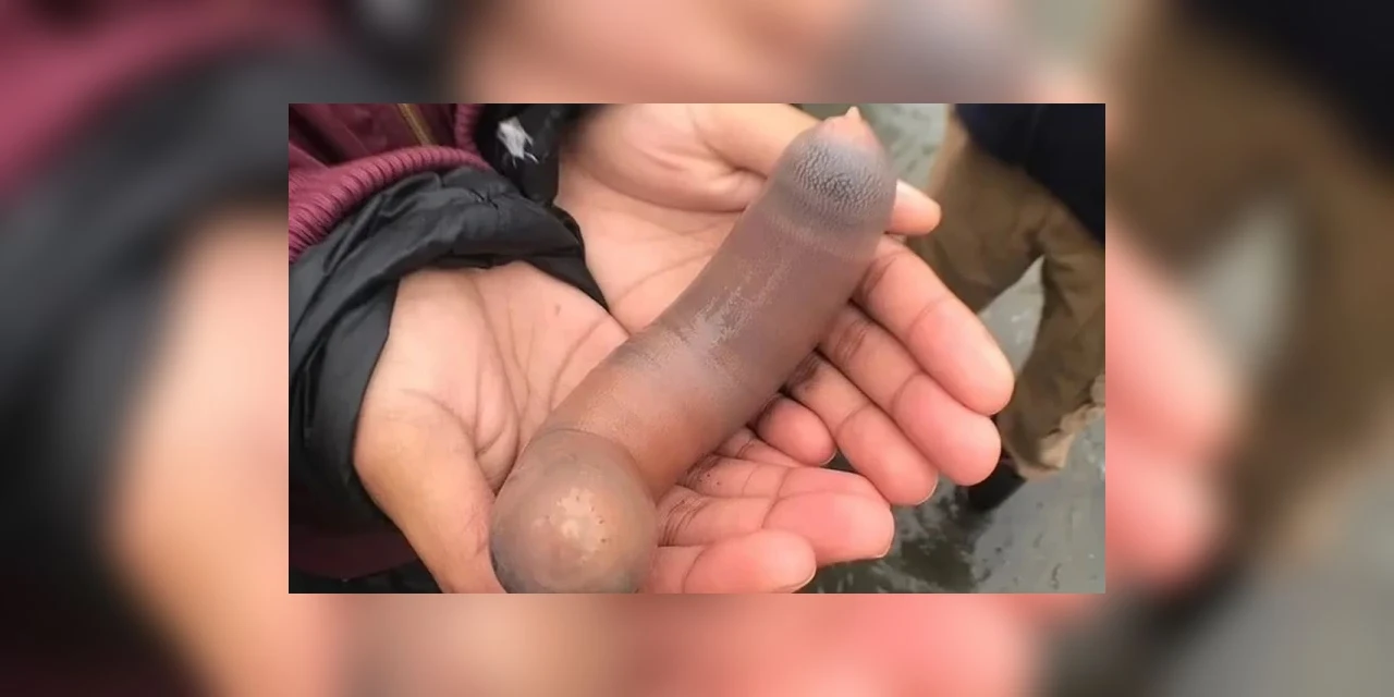 ‘Peixes-pênis’ de 25 cm tomam conta de praia na Argentina