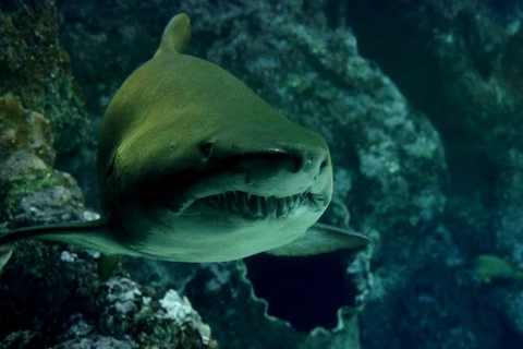 Tubarões estão viciados em cocaína jogada no mar por traficantes; diz cientista