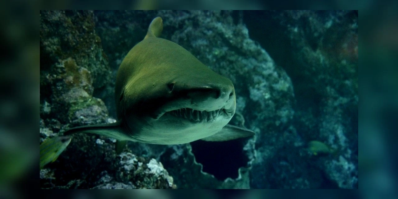 Tubarões estão viciados em cocaína jogada no mar por traficantes; diz cientista
