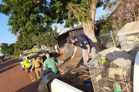 IAT fecha cativeiro clandestino e apreende 56 aves silvestres no PR