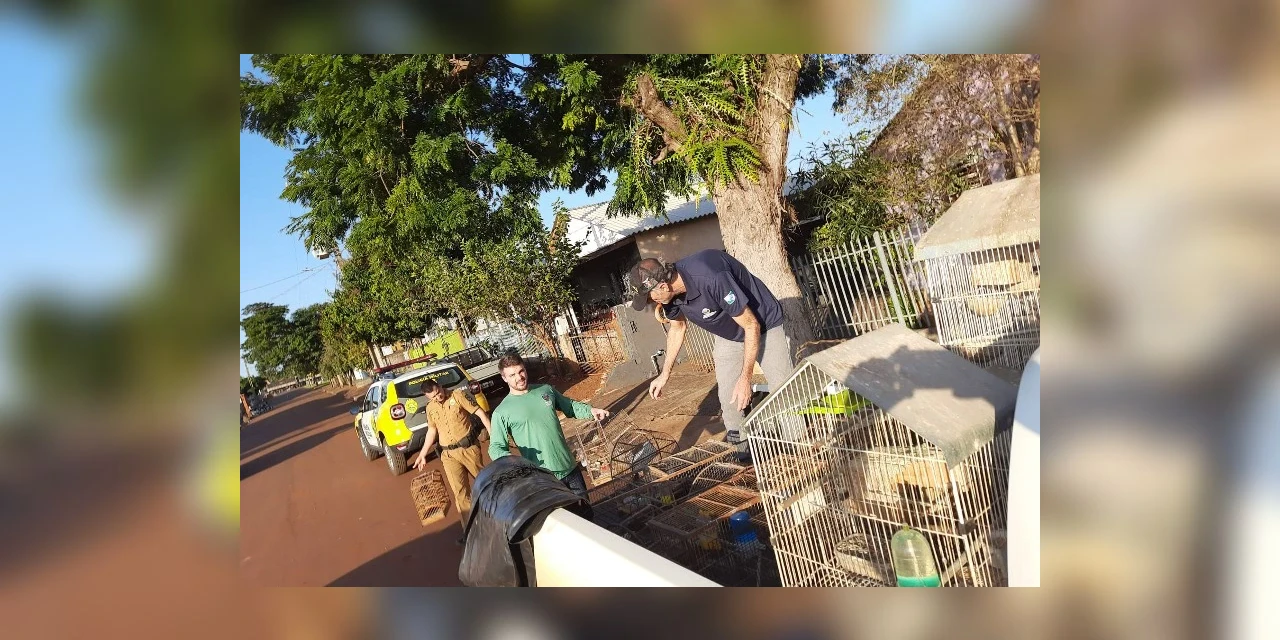 IAT fecha cativeiro clandestino e apreende 56 aves silvestres no PR
