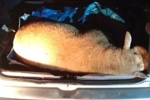 Homem é detido após furtar e matar carneiro no interior de Prudentópolis