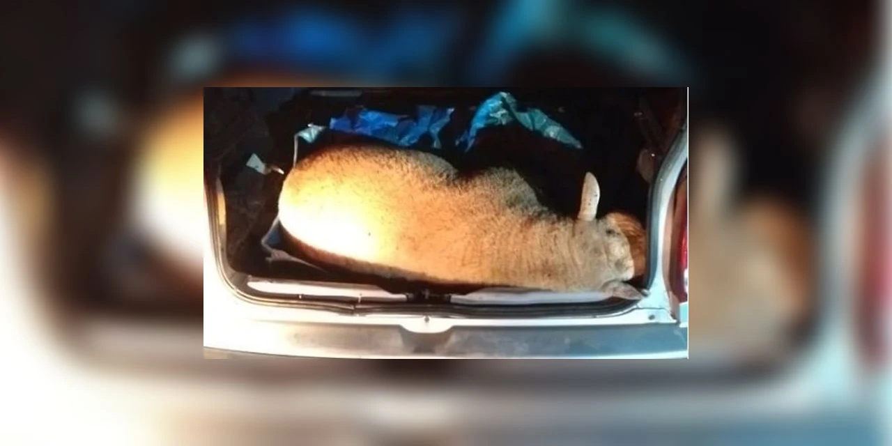 Homem é detido após furtar e matar carneiro no interior de Prudentópolis